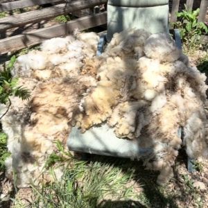3 fleeces