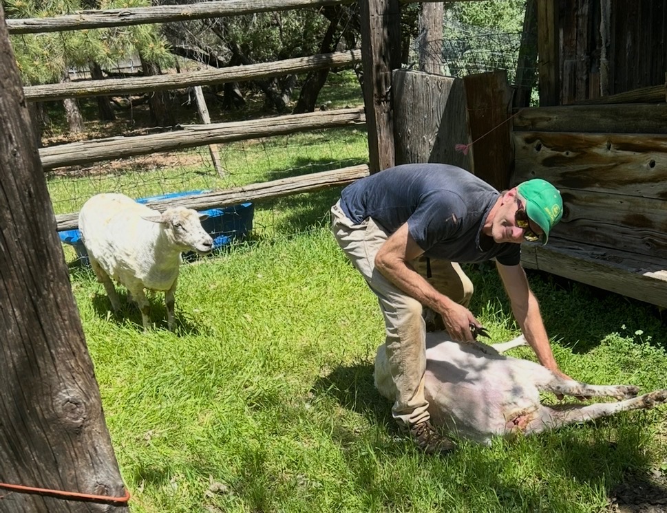 A guy shearing a sheep